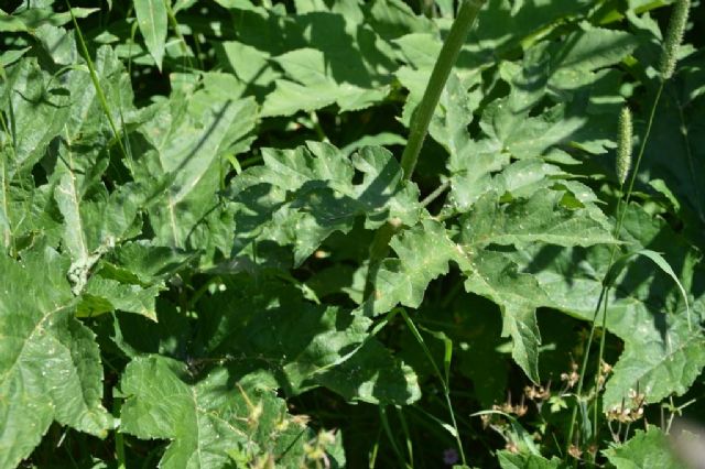 Heracleum sphondylium (Apiaceae)